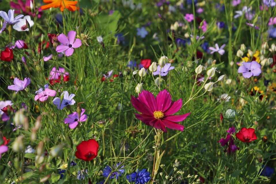 Green Space and Biodiversity